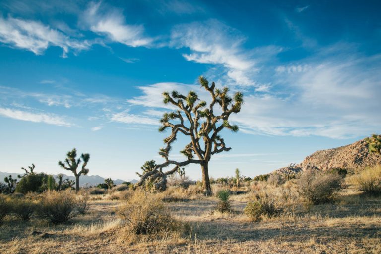 Joshua Tree National Park